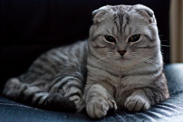 Scottish Fold Cats