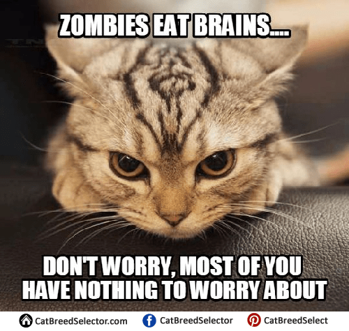 Angry Cat Memes | Cat Breed Selector