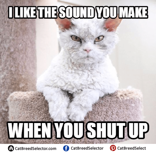 angry cat memes