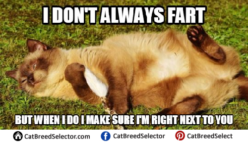 Cat Memes | Cat Breed Selector