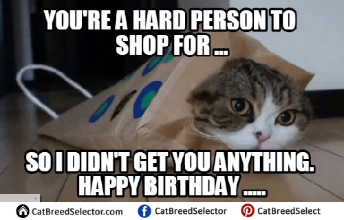 Happy Birthday Cat Memes – Cat Breed Selector
