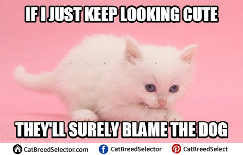 Kitten Memes Kittens Photo 41531992 Fanpop