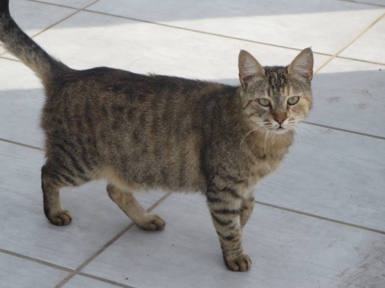 Cyprus Cat Breed Info, History, Personality, Care, Kittens, Pictures