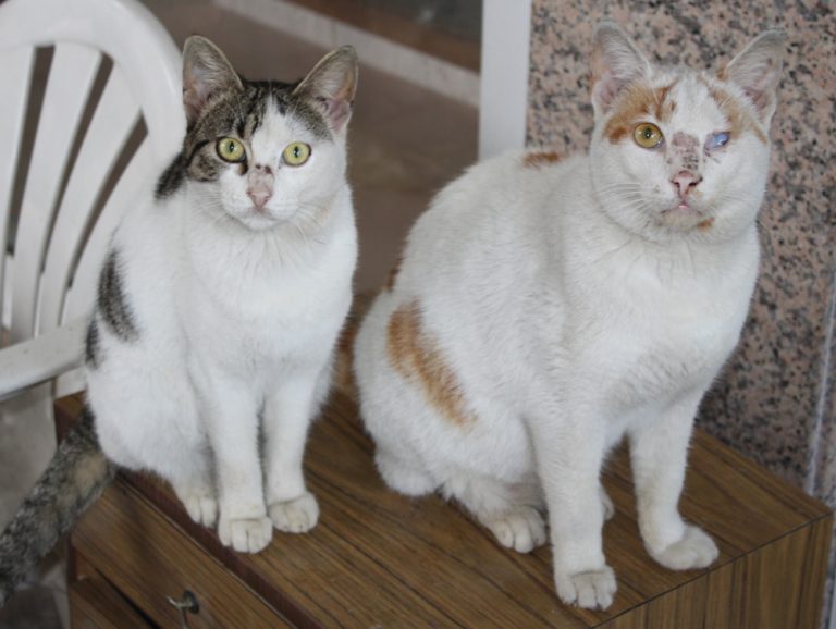 Cyprus Cat Breed Info, History, Personality, Care, Kittens, Pictures