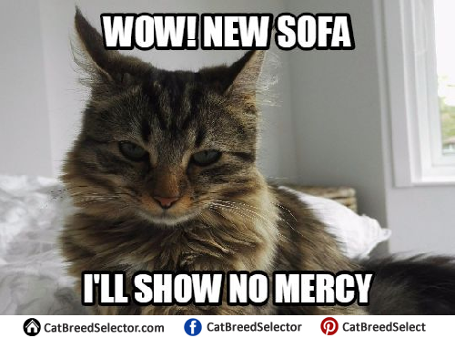 Evil Cat Memes - Cat Breed Selector.
