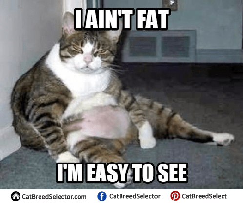 Cat Eating Food Meme Fat Cat Memes Cat Breed Selector Cat Eating Food Meme Fat Cat Memes Cat Breed Selector