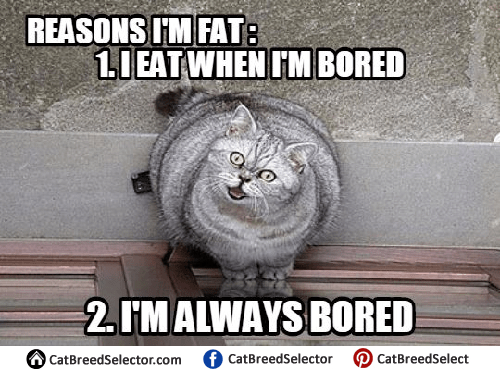  Fat  Cat  Memes Cat  Breed Selector