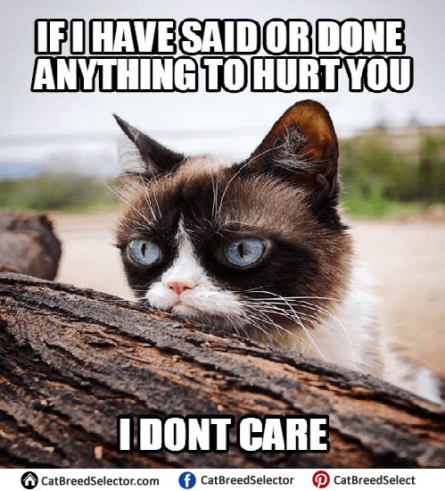 angry cat memes