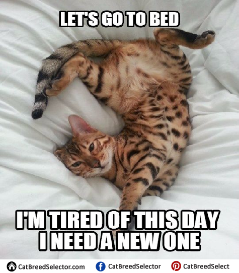Lazy Cat Memes | Cat Breed Selector