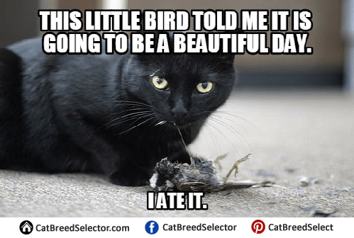 Angry Cat Memes | Cat Breed Selector