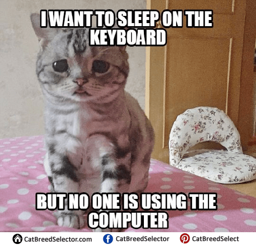 Sad Cat Memes | Cat Breed Selector