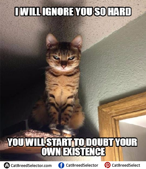 Pictures-of-Evil-Cat-Memes.png