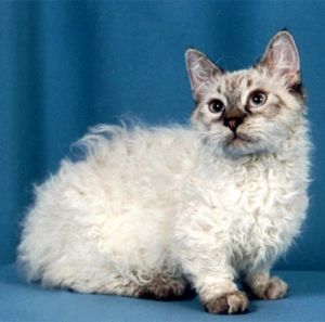 LaPerm Cat Info, Temperament, Care, Training, Kittens ...