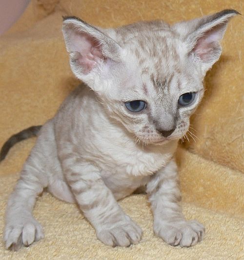  Devon Rex Cat  Breed Selector