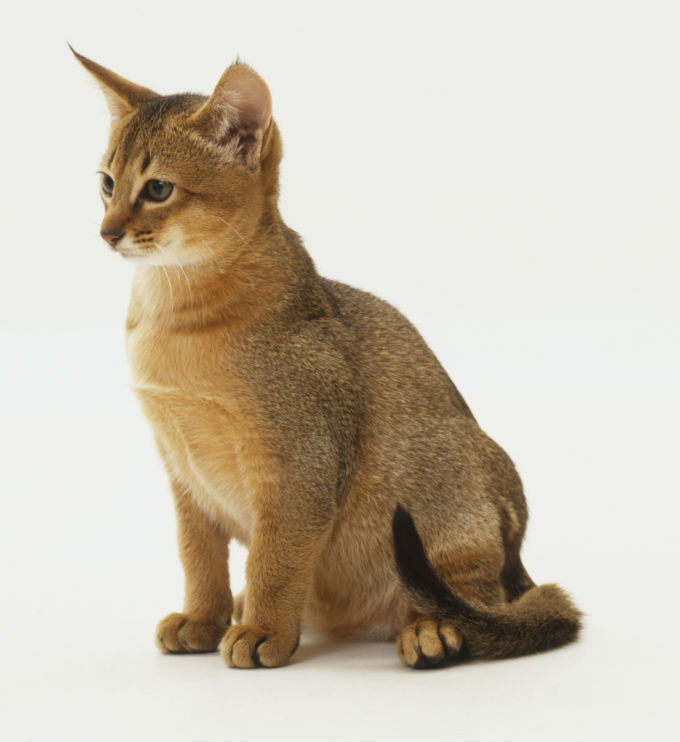Abyssinian Cat Cat Breed Selector Abyssinian Cat Cat Breed Selector