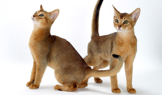 Абиссинская кошка сколько живут. Сфинкс абиссинец. Абиссинская кошка голубая. Абиссинская кошка и сфинкс. Абиссинский кот голубой.
