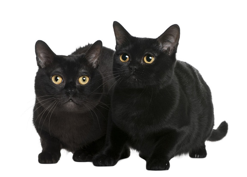 Bombay Cat | Cat Breed Selector