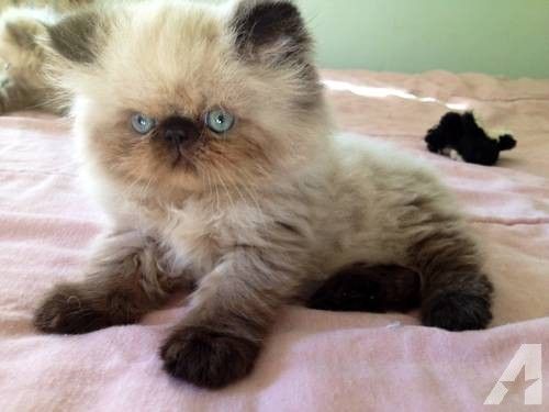 Himalayan Cat | Cat Breed Selector