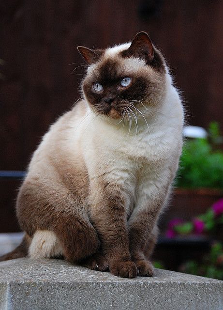 Himalayan Cat | Cat Breed Selector