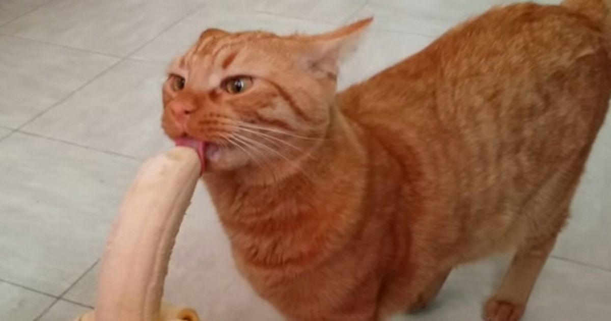 Can Cats Eat Bananas