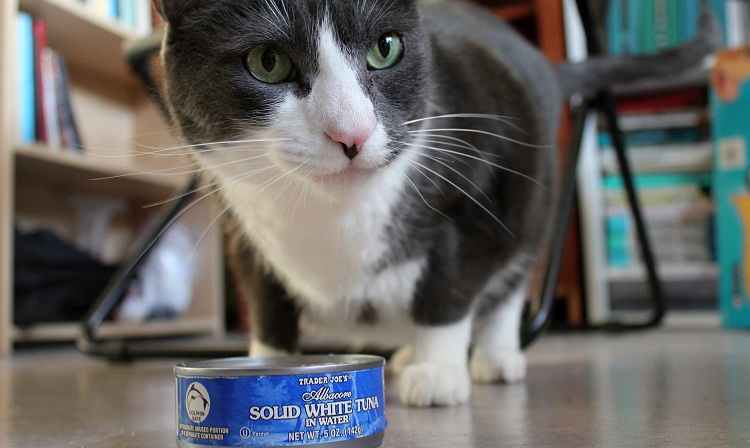 Can Cats Eat Tuna Cat Breed Selector