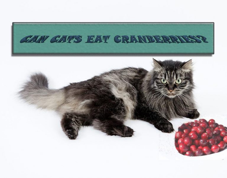 Can Cats Eat Cranberries