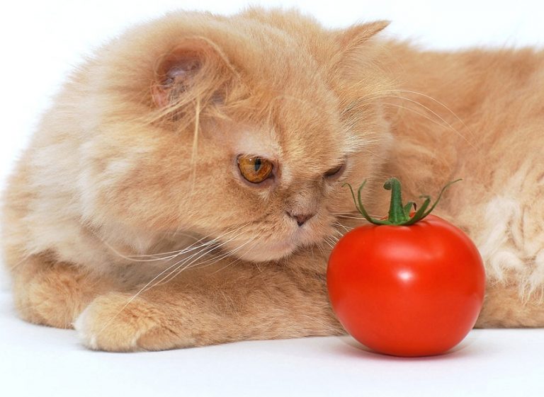 Can Cats Eat Tomatoes Cat Breed Selector