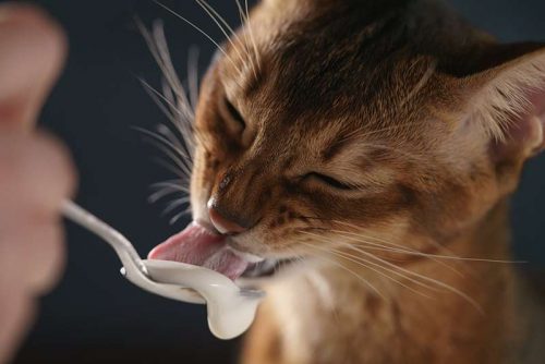Can Cats Eat Yogurt Cat Breed Selector