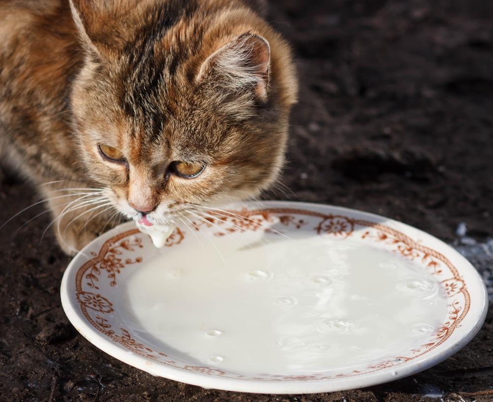 Can Cats Have Soy Milk Cat Breed Selector