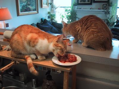can cats eat raw liver