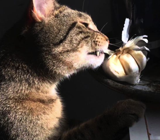Can Cats Eat Garlic Cat Breed Selector