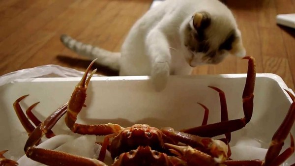 Can Cats Eat Crab