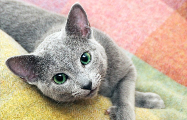  Russian  Blue Cat  Breed Selector