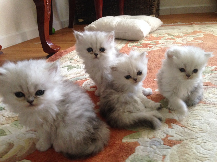 Treasured kittens offers the finest teacup kittens and persian kittens for ...