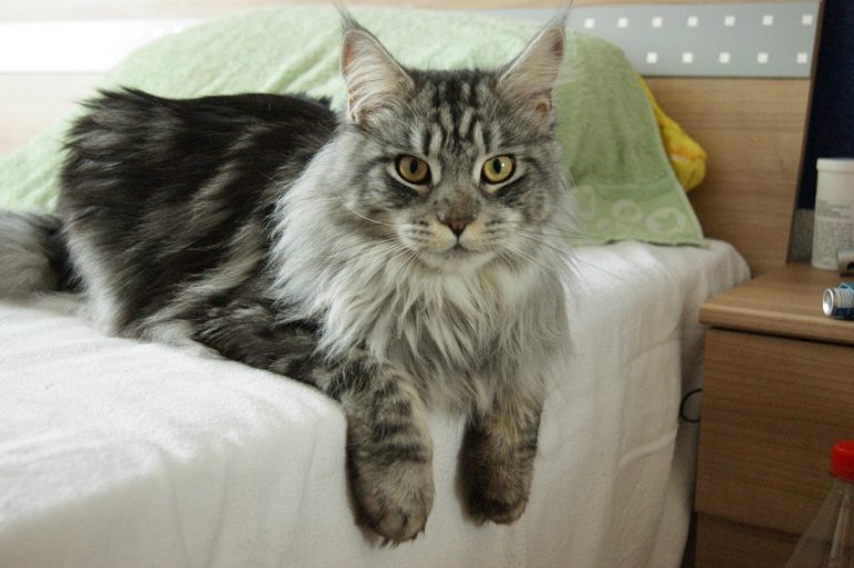 Selkirk Rex Cat Info, History, Personality, Kittens, Pictures
