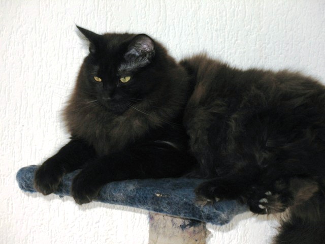 black ragdoll cat