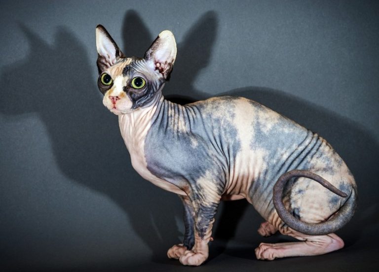 sphynx cat wheel