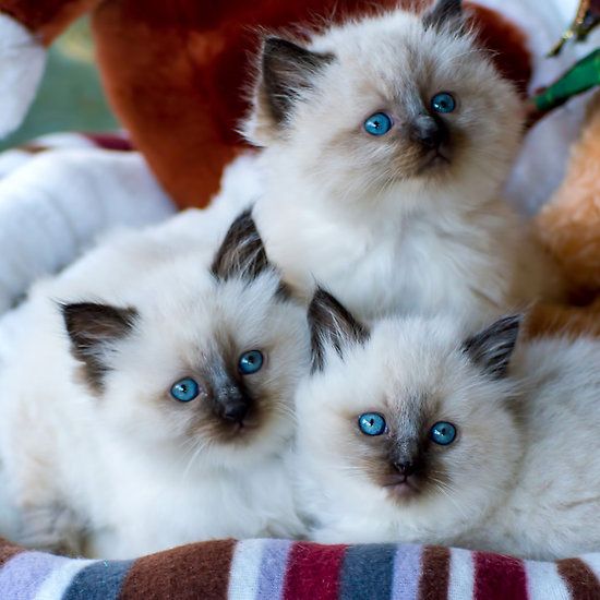 Ragdoll Cat | Cat Breed Selector