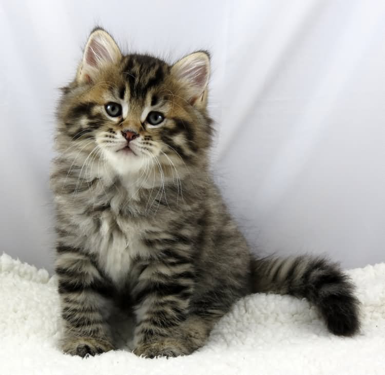  Siberian  Cat  Cat  Breed  Selector