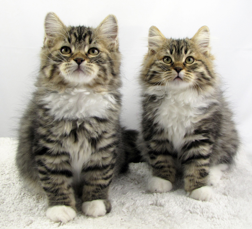  Siberian Cat  Cat  Breed Selector