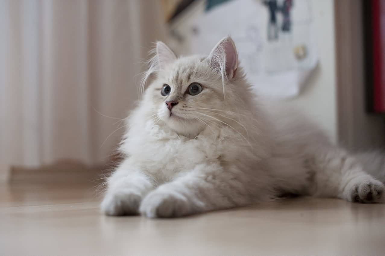 Siberian Cat | Cat Breed Selector