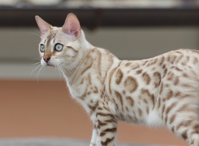 Bengal Cat | Cat Breed Selector