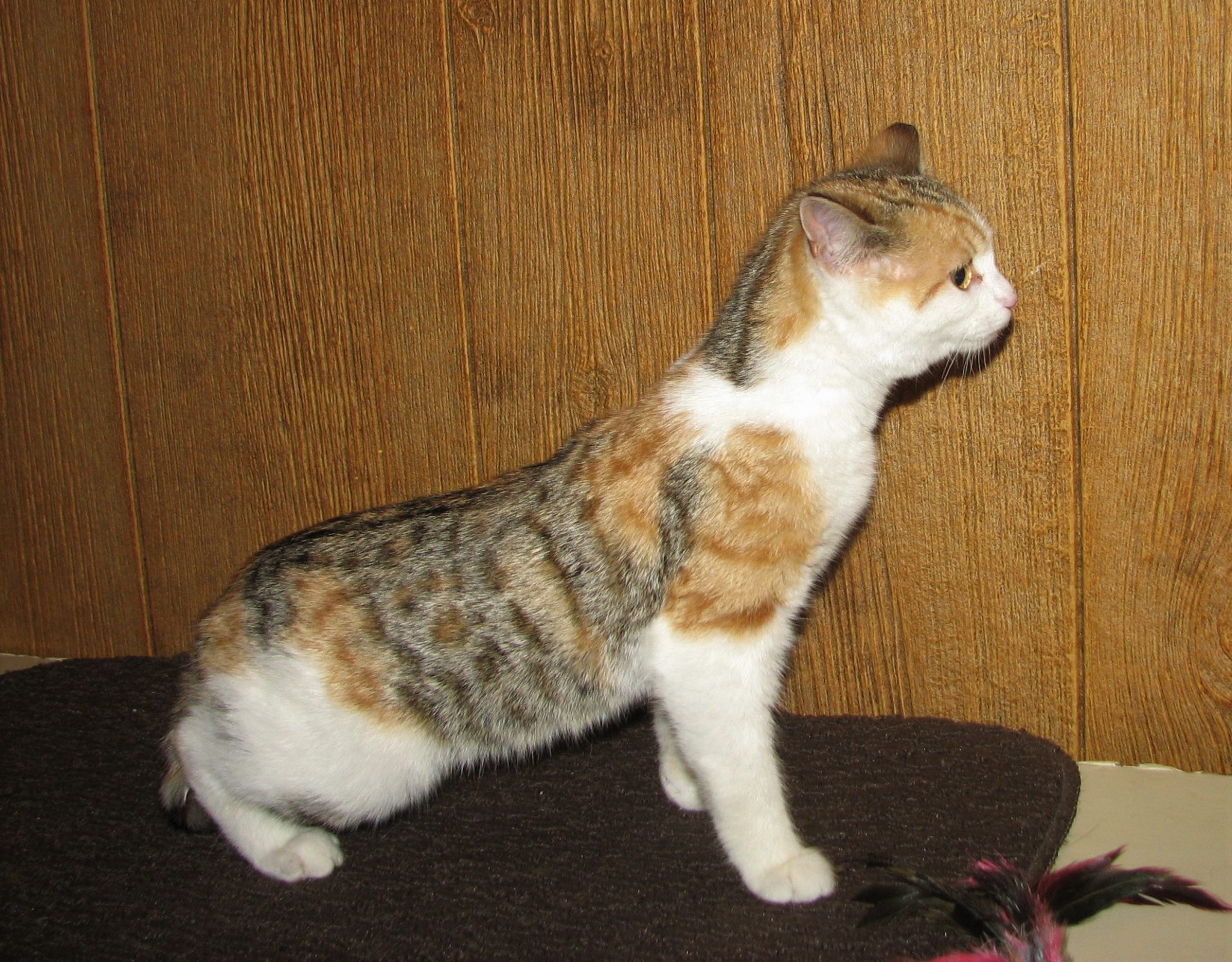 Tabico Cat Facts with Pictures