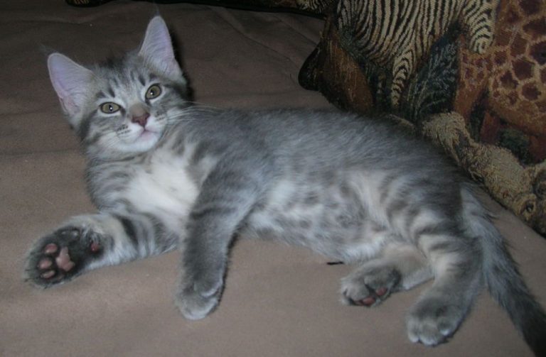 Tabby Cat Facts with Pictures