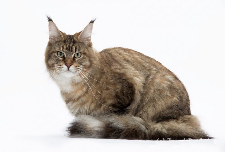 Torbie (Tortoiseshell Tabby) Cat Facts with Pictures