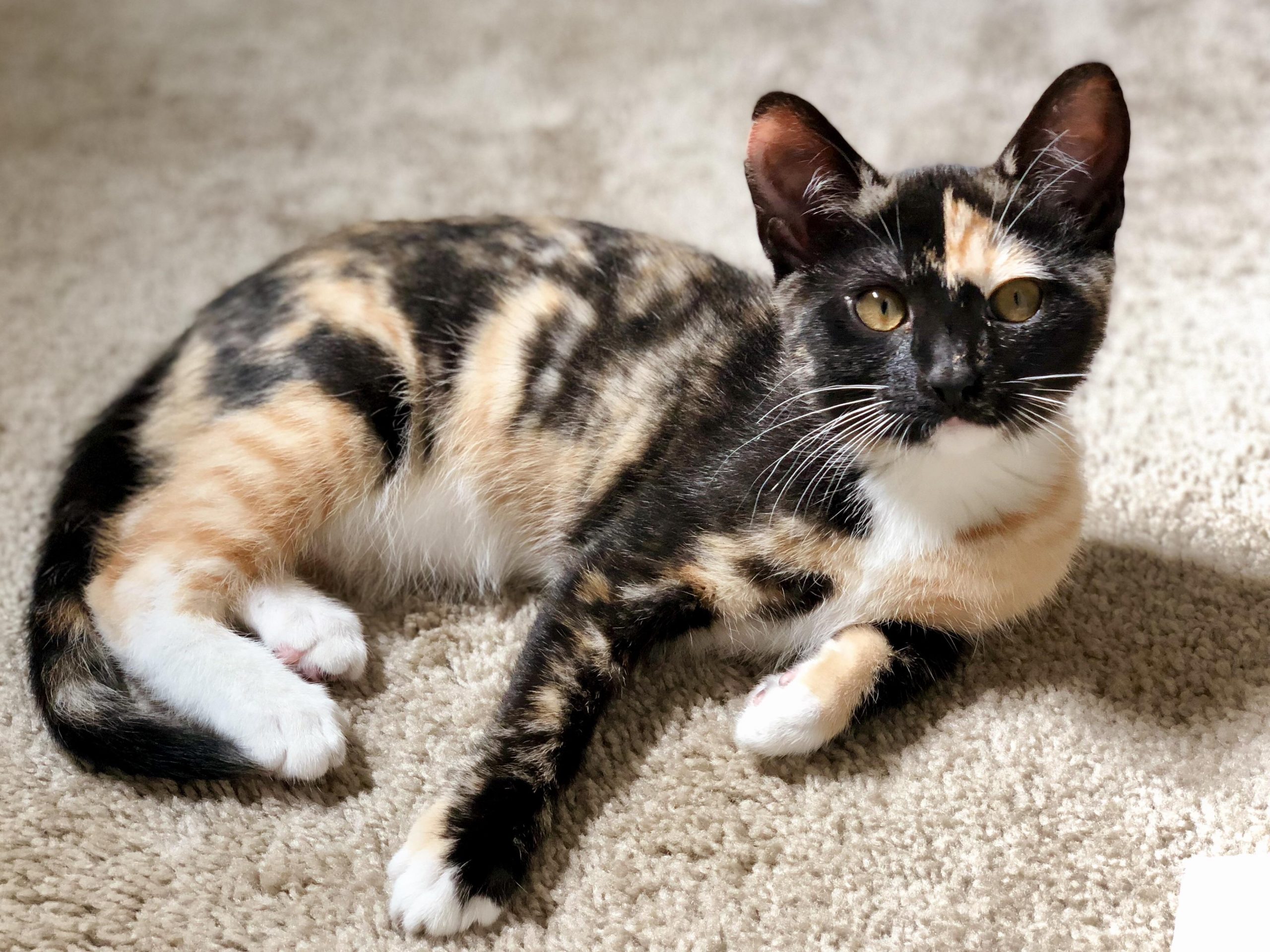 types of calico cats