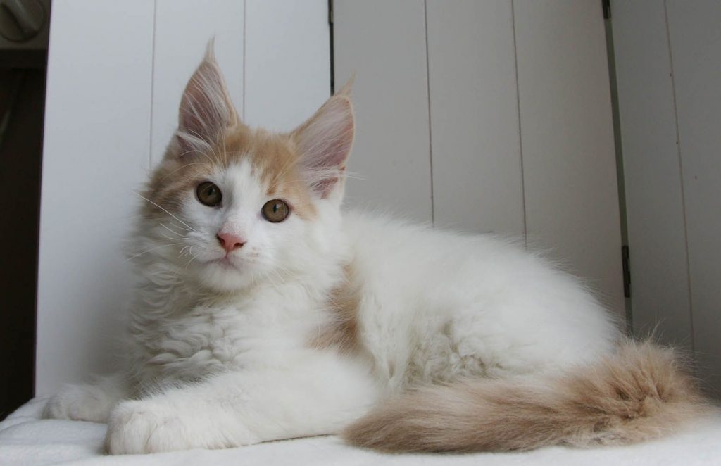 Harlequin Cat Facts with Pictures | Cat Breed Selector