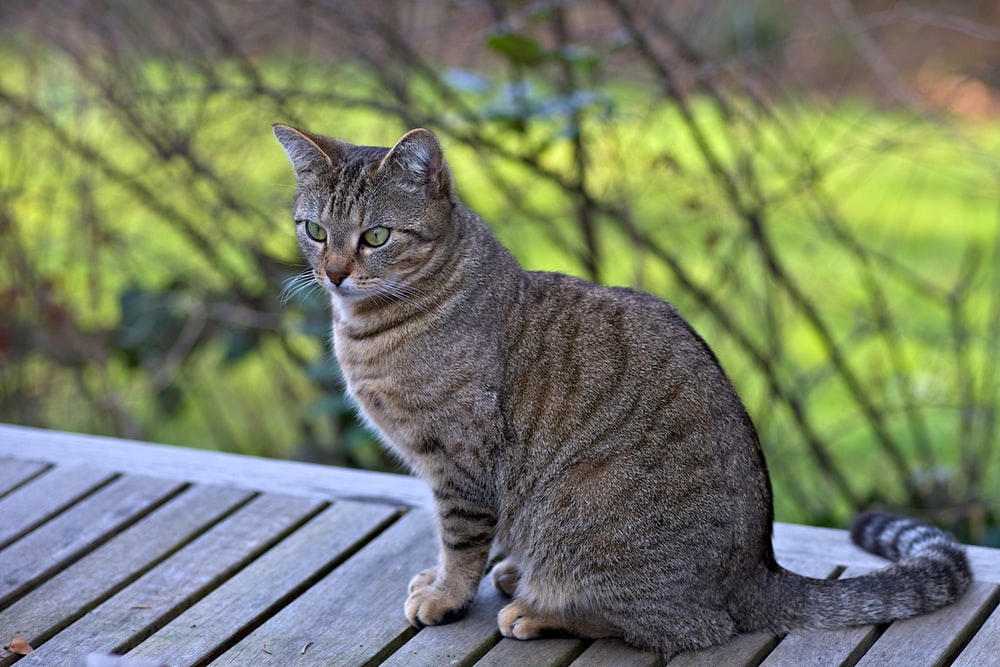 types of tabby cats