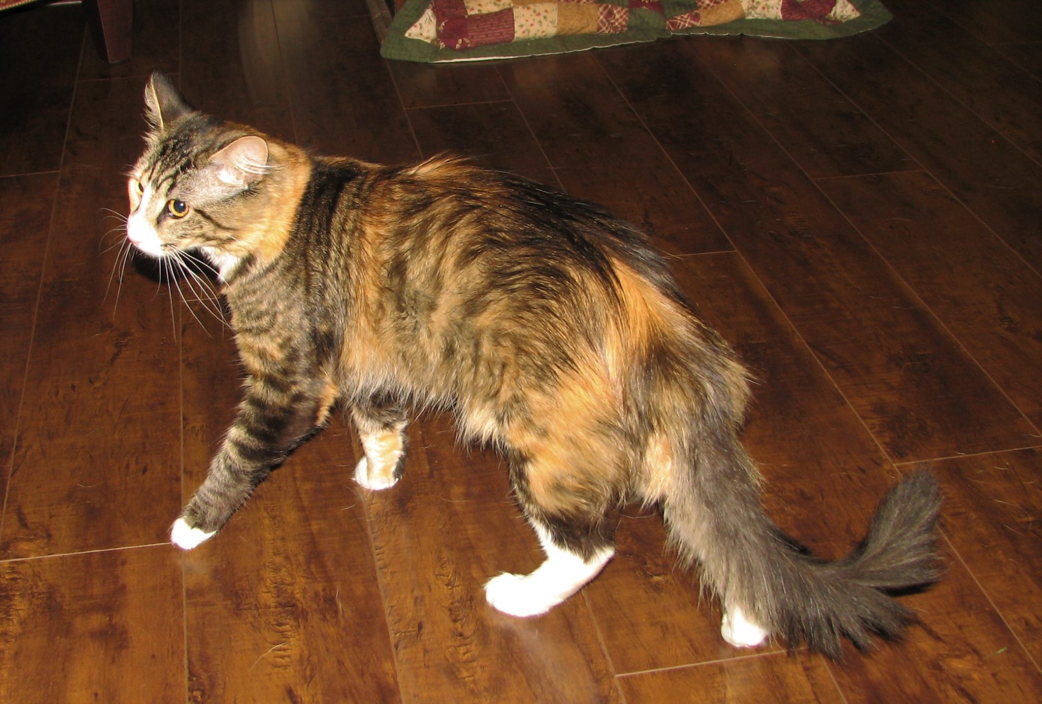 Tabico Cat Facts with Pictures