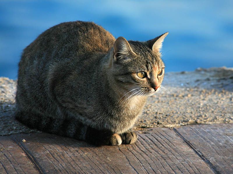 maltese cat breed